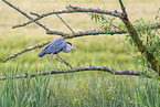 grey heron