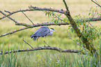 grey heron