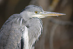 grey heron