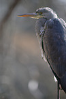 grey heron