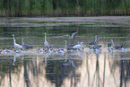 grey heron