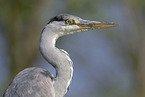 grey heron