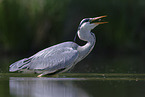 grey heron