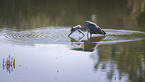 grey heron