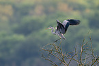 grey heron