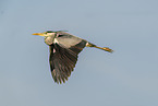 grey heron