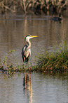 grey heron