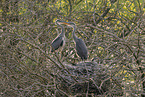 grey heron