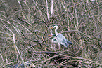 grey heron