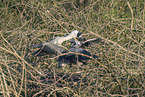 grey heron