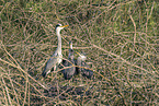 grey heron