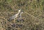 grey heron