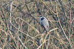 grey heron