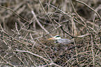 grey heron