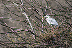 grey heron