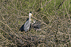 grey heron