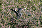 grey heron