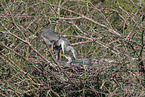 grey heron