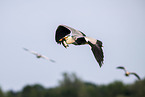 Grey heron with goosander chick