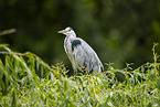 grey heron