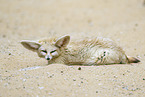 Fennec