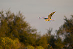 grey heron