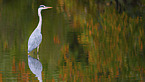 grey heron
