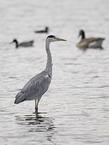 grey heron