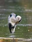 grey heron
