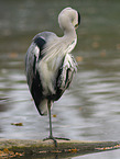 grey heron