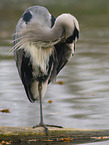 grey heron