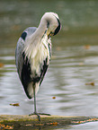 grey heron
