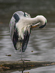 grey heron