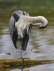 grey heron