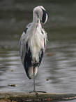 grey heron