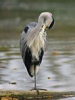 grey heron
