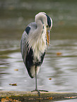 grey heron