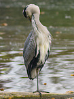 grey heron