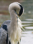 grey heron