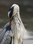 grey heron