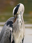 grey heron