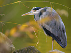 grey heron