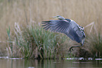 grey heron