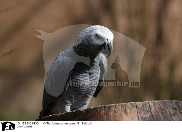 Graupapagei / grey parrot / BES-01433