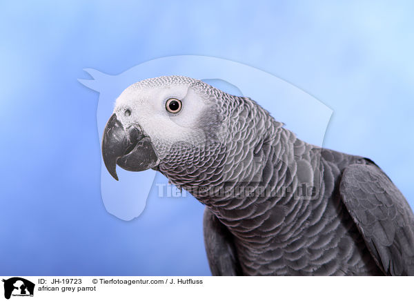 Graupapagei / african grey parrot / JH-19723