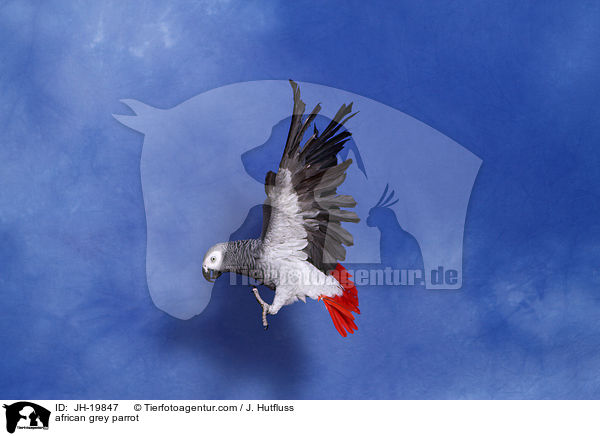 Graupapagei / african grey parrot / JH-19847