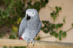 Grey Parrot