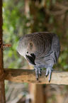 Grey Parrot