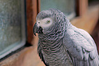 grey parrot
