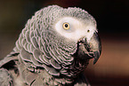 grey parrot